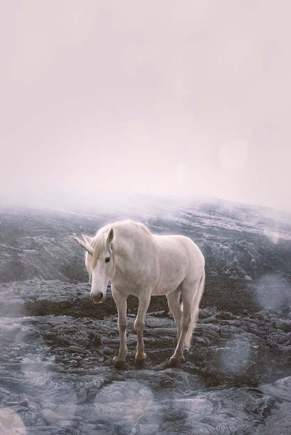 White Horse Wallpaper Freepik Free Infoupdate org White Horse Wallpaper Freepik Free Infoupdate org