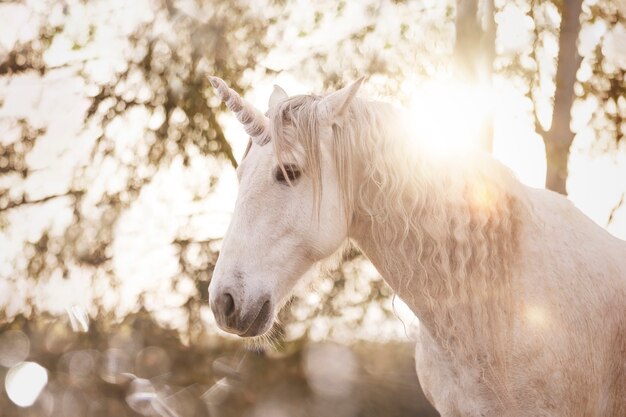 beautiful unicorn in nature composition