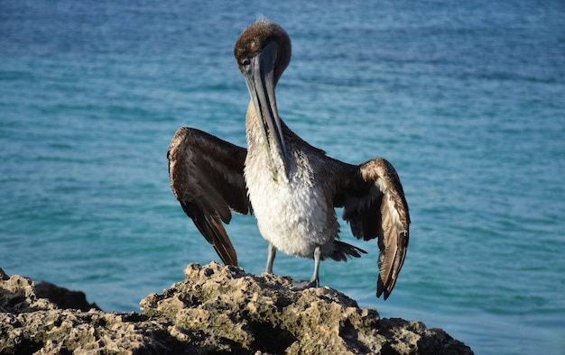 Beautiful up close look at a brown pelican preening.