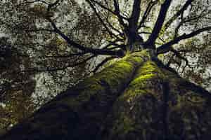 Free photo beautiful upshot of a tall thick old tree growing in a forest