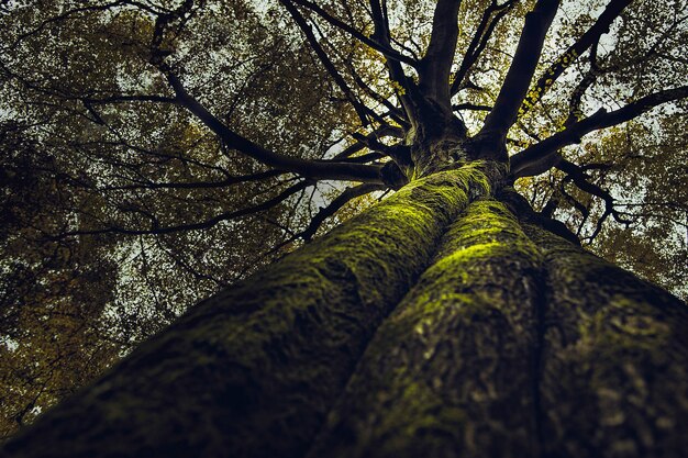 Beautiful upshot of a tall thick old tree growing in a forest