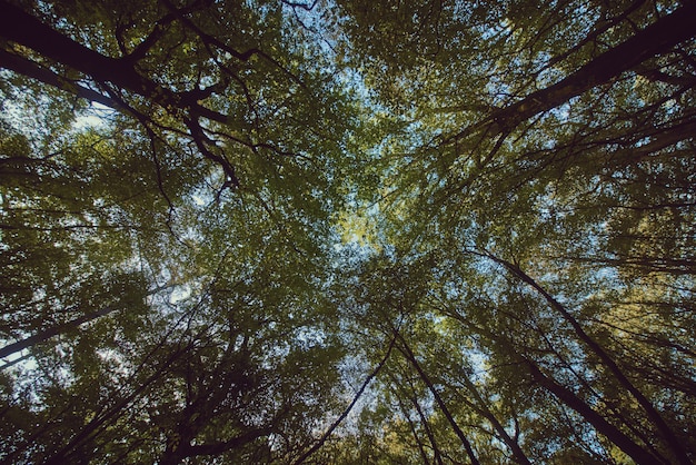 Beautiful upshot of tall thick trees in a forest with blue sky in the background