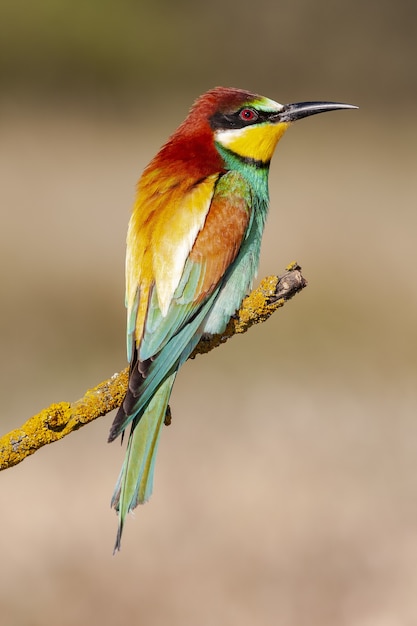 Beautiful vertical closeup shot of a colorful Bee-eater