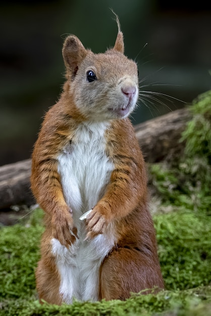 Free photo beautiful vertical closeup shot of a curious squirrel in a forest