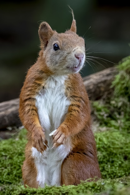 Beautiful vertical closeup shot of a curious squirrel in a forest
