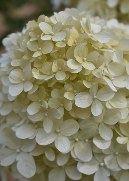 Beautiful vertical closeup view of white Hydrangeas