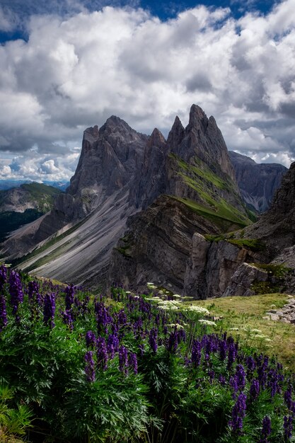 Beautiful vertical shot of flowers with rocks alongside, The Puez-Geisler Nature Park, Italy