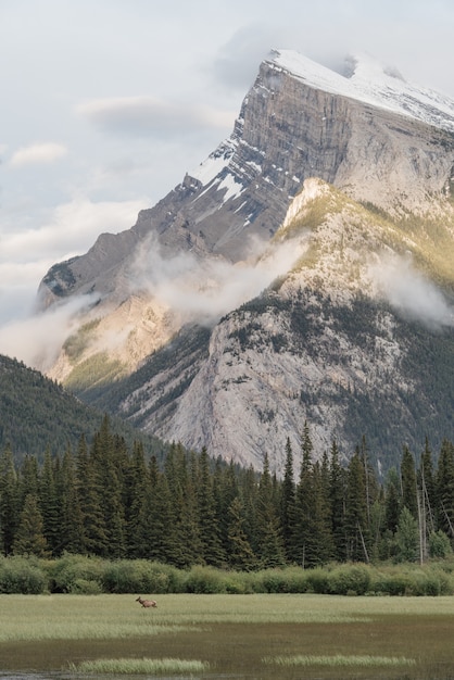 Beautiful vertical shot of mountains surrounded by green pine trees