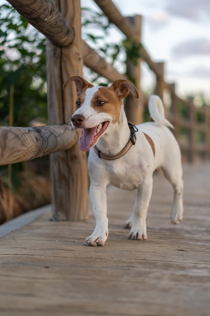 Бесплатное фото Красивый вертикальный снимок белой собаки со светло-коричневыми пятнами, идущей по деревянному мосту