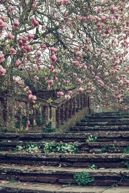 Beautiful vertical shot of an old stone staircase  near a cherry blossom tree