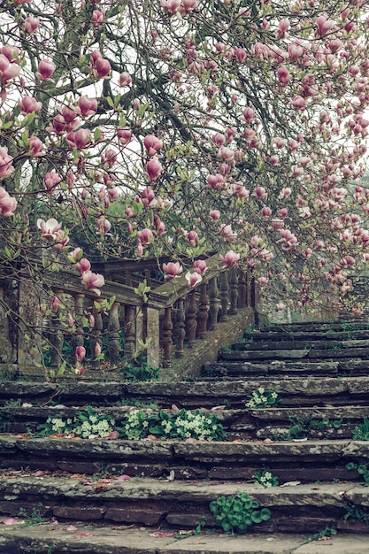 Beautiful vertical shot of an old stone staircase  near a cherry blossom tree
