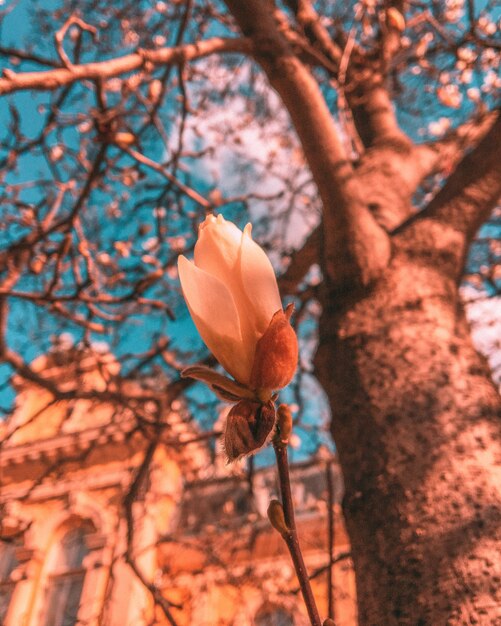 Красивая вертикальная съемка персикового цветка