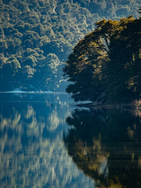 湖の森の反射の美しい垂直ショット