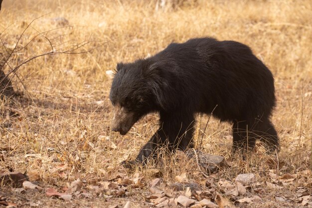 인도의 자연 서식지에 있는 아름답고 매우 희귀한 나무늘보 곰