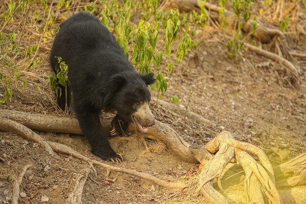 Beautiful and very rare sloth bear in the nature habitat in India