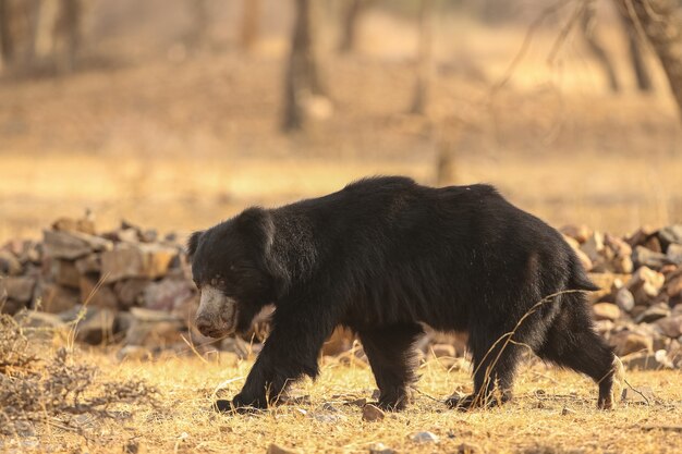 Beautiful and very rare sloth bear in the nature habitat in India