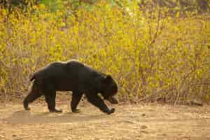 Free photo beautiful and very rare sloth bear in the nature habitat in india