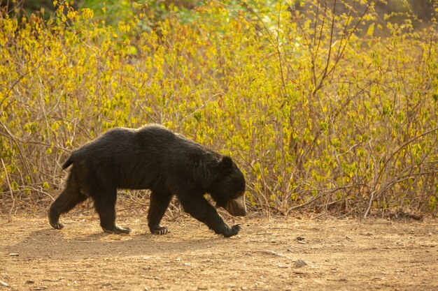 Beautiful and very rare sloth bear in the nature habitat in India