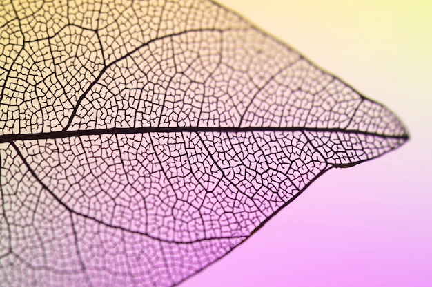 Beautiful vibrant transparent fall leaf