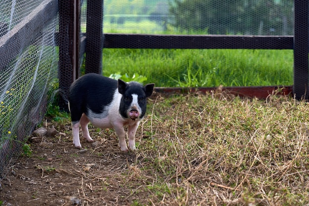 Beautiful view of an adorable black and white pig in a rural farm