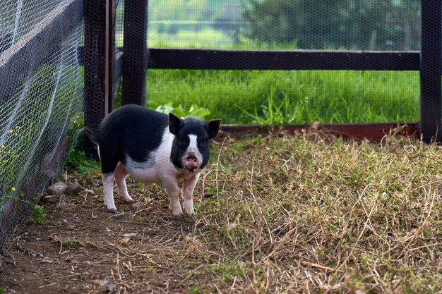 Beautiful view of an adorable black and white pig in a rural farm