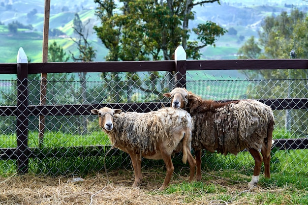 Foto gratuita bella vista di due adorabili pecore in una fattoria rurale