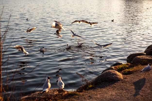Прекрасный вид на птиц, плавающих и летающих на берегу реки