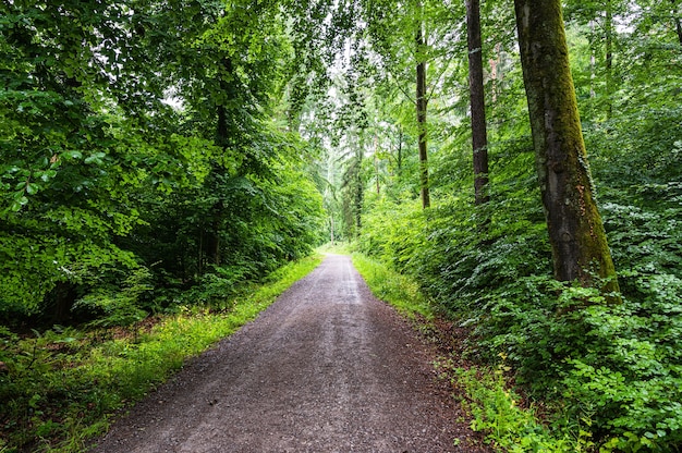 Beautiful view of a dirt road through the green forest in summer