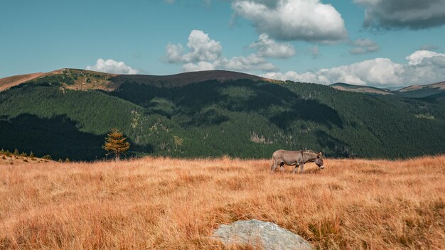 Beautiful view of a donkey grazing on a grass-covered field with the mountains in the background