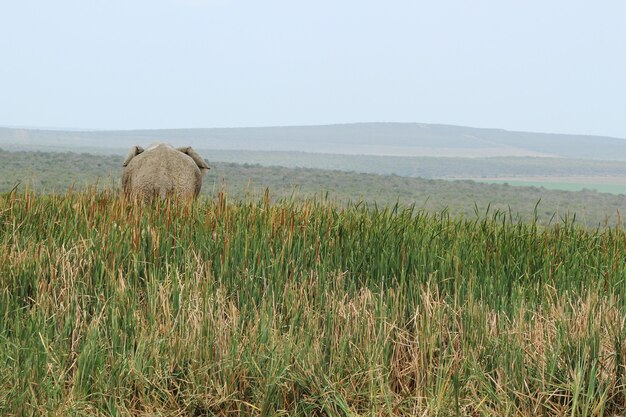 後ろからキャプチャされた長い草で覆われた丘の上に立っている象の美しい景色