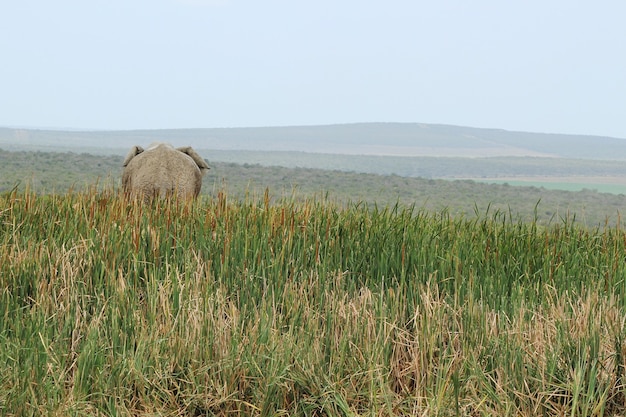 뒤에서 캡처 한 긴 잔디로 덮여 언덕에 서있는 코끼리의 아름 다운보기