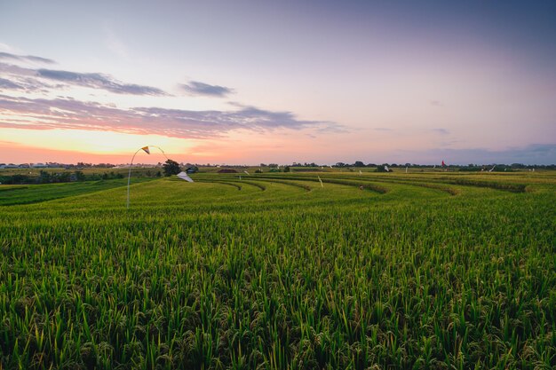 Beautiful view of a field covered in green grass captured in canggu, bali