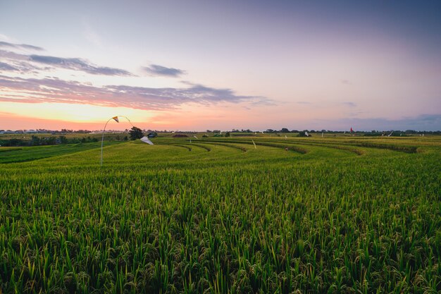 Canggu, 발리에서 캡처 한 푸른 잔디로 덮여 필드의 아름다운 전망