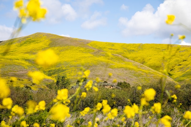 Beautiful view of the flower-covered hills in central coast of california, gaviota, usa