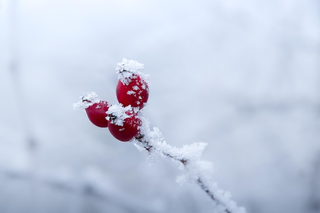 冬の間に霜で覆われた野生のローズヒップの美しい景色