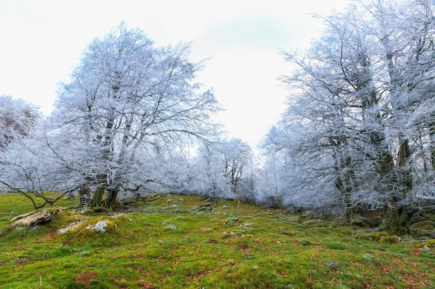 Beautiful view of frosty bare trees on a mountain