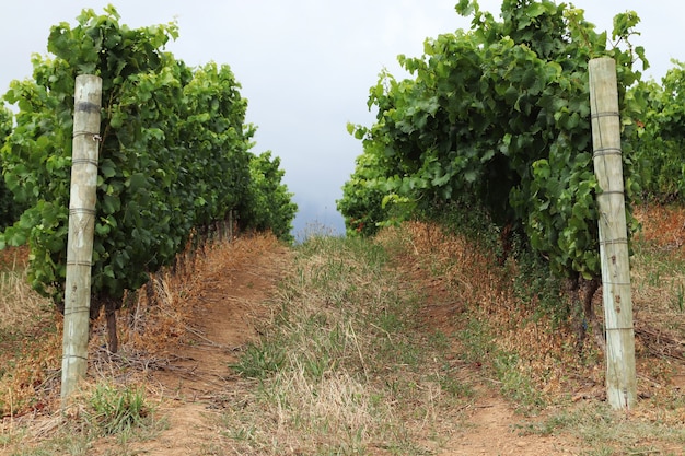 Прекрасный вид на виноградные лозы в винограднике, снятый в пасмурную погоду.