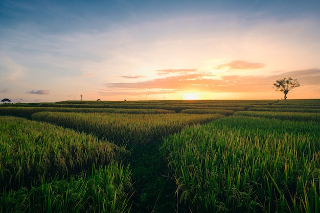 Beautiful view of the green fields at the sunrise captured in Canggu Bali