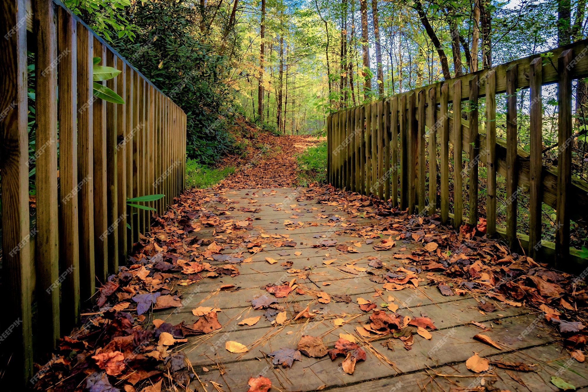 Free Photo | Beautiful view of greenery and a bridge in the forest -  perfect for background