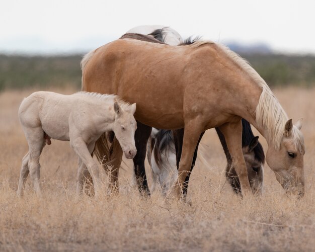 Прекрасный вид на группу лошадей в поле