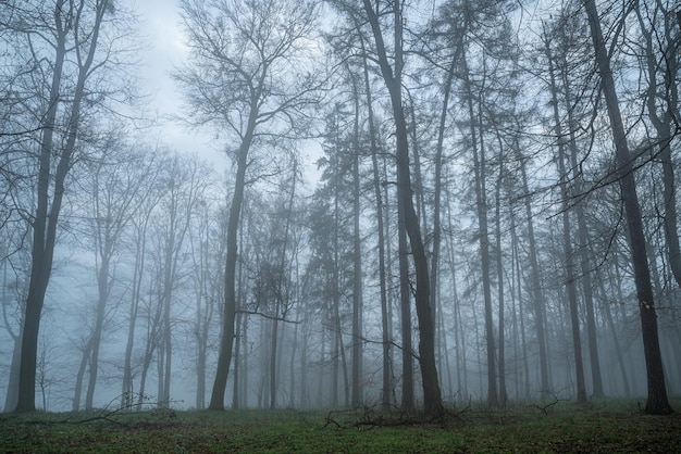 免费照片美丽的景色在森林里高大的树木在秋天的季节在小雾