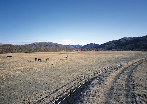 Beautiful view of the horses grazing in the fields with mountains