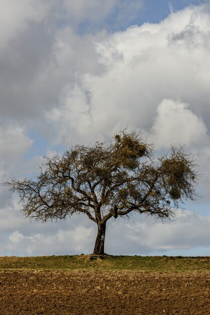 구름 배경의 들판 한가운데에 있는 외로운 나무의 아름다운 전망