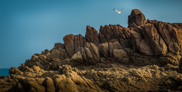 Beautiful view of the magnificent rocky cliffs by the sea and a sea bird flying