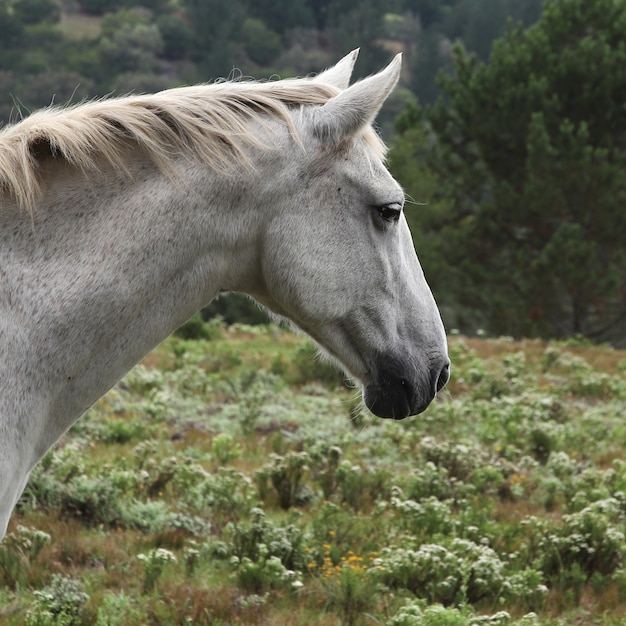 Прекрасный вид на великолепную белую лошадь с зеленым полем