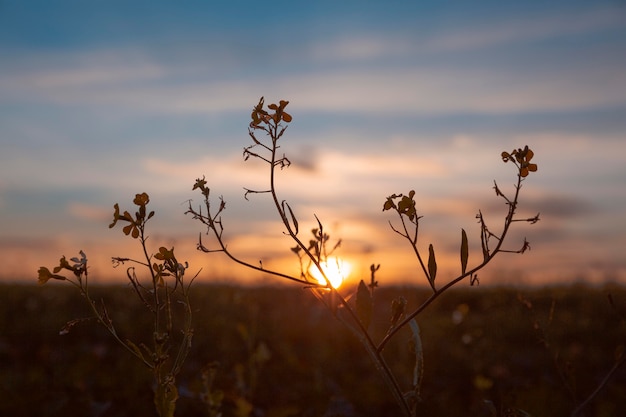 Beautiful view of morning light