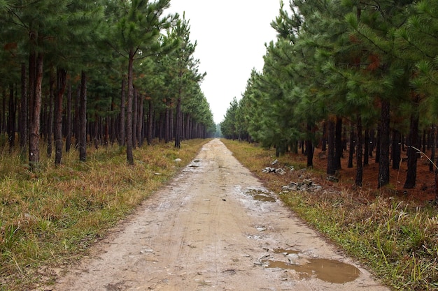Beautiful view of a muddy road going through the amazing tall trees