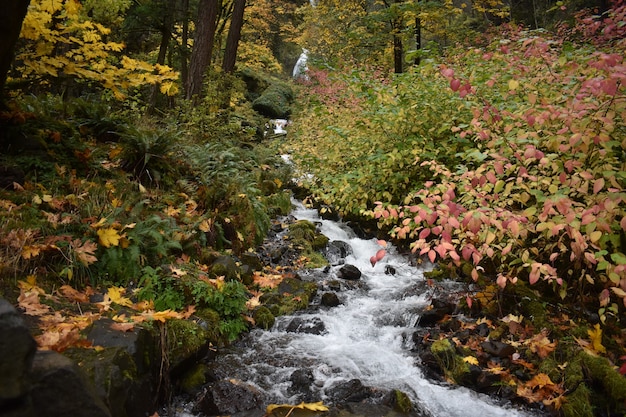 オレゴン州ポートランドの周りに秋の植物が流れ落ちる小さな滝の美しい景色