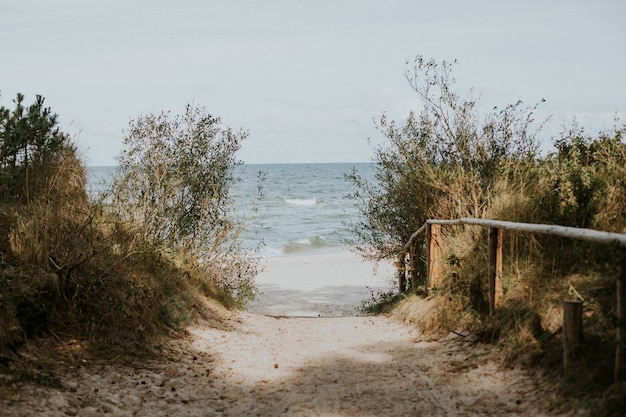 Бесплатное фото Прекрасный вид на аллею к пляжу сквозь зелень