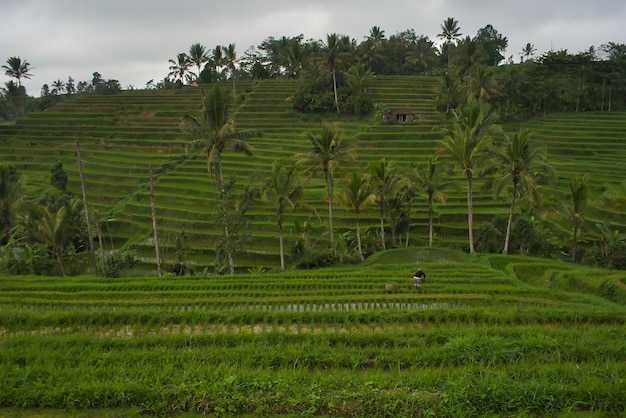 Прекрасный вид на рисовые поля на Бали, Индонезия
